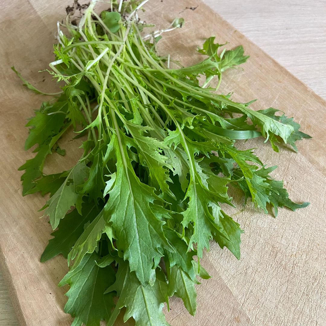 Мицуна зеленая, салат, 100 г купить на сайте TRAWA